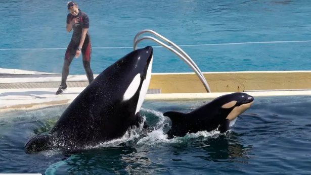France To Ban Use Of Wild Animals In Travelling Circuses And Marine Parks