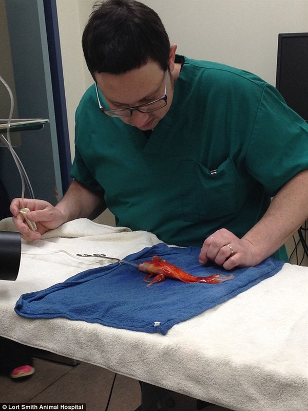Man performs life saving surgery on his goldfish