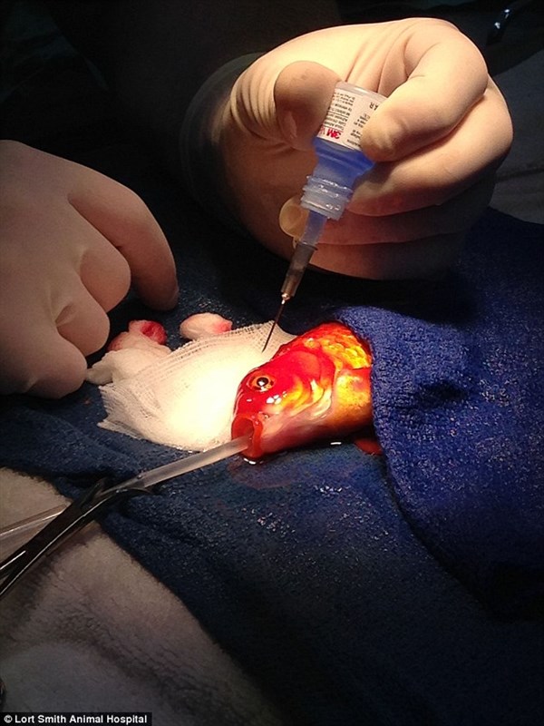 Man performs life saving surgery on his goldfish