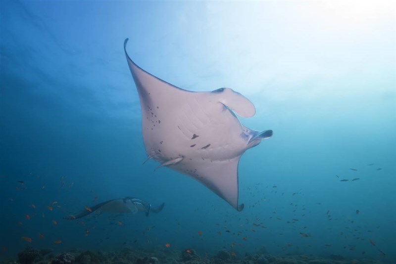 Sharks And Rays Disappearing At Alarming Rate Scientists Warn