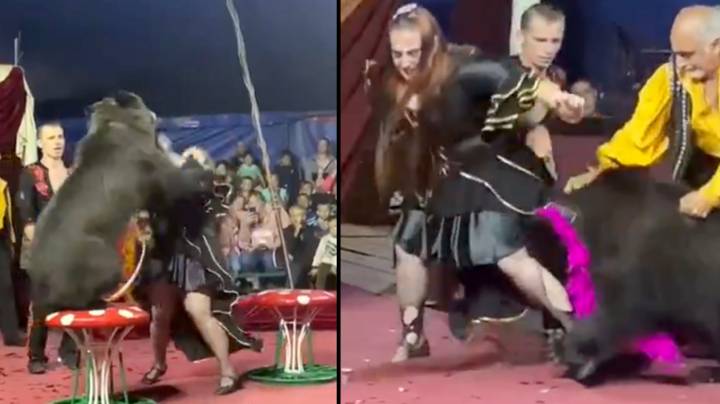 In Video: Performing Bear Goes Wild In Circus And Attacks Trainer