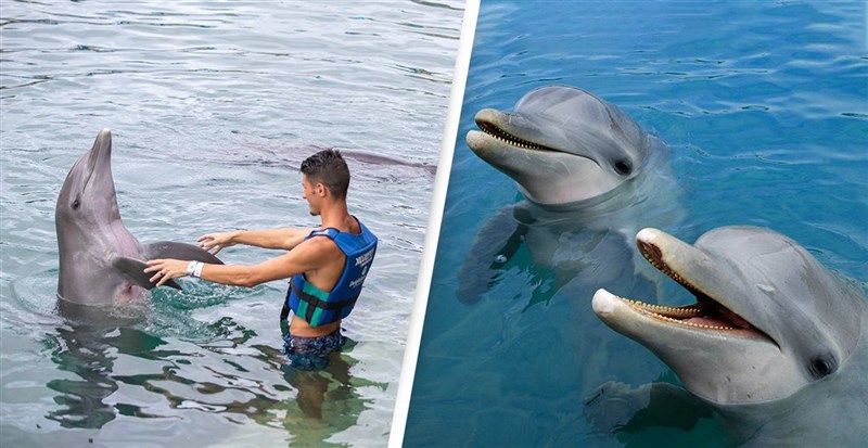 Humans And Dolphins Have Similar Personality Traits Study Finds