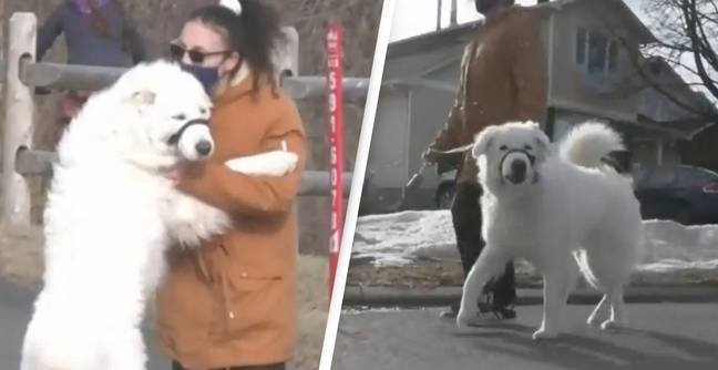 In Video: Dog Stops Traffic To Save Owner After They Have A Seizure