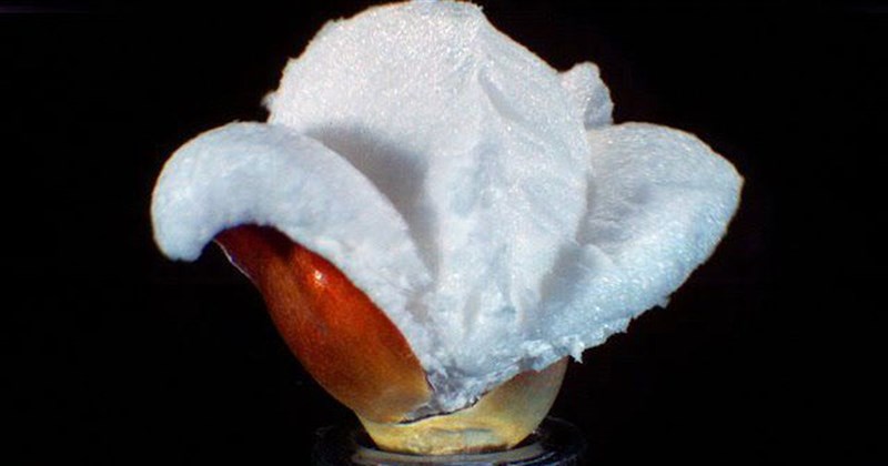 Watching corn pop in super slow-mo is more satisfying than you know