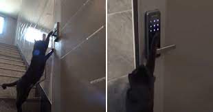In Video: Stray Cat Visits Stranger's Home Daily By Entering Door Code