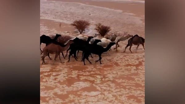 In Video: Camels walk amid desert floods in Saudi Arabia