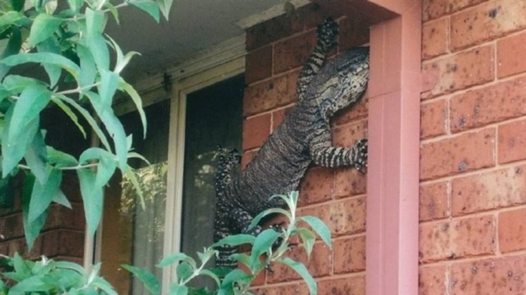 Freakishly giant goanna lizard pays visit to Australian home