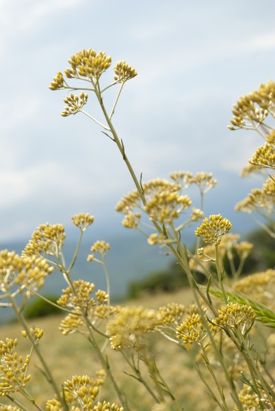 L Oocitane Neroli & Orchidee The new fragrance from La Collection de Grasse