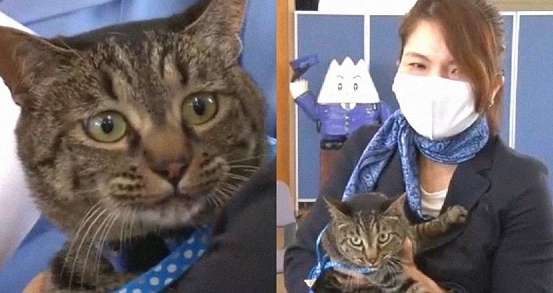 In Video: A Cat in Japan becomes police chief after helping to save a man