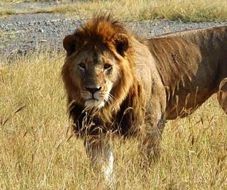 Top 19 Animals That Kill The Most Humans. 