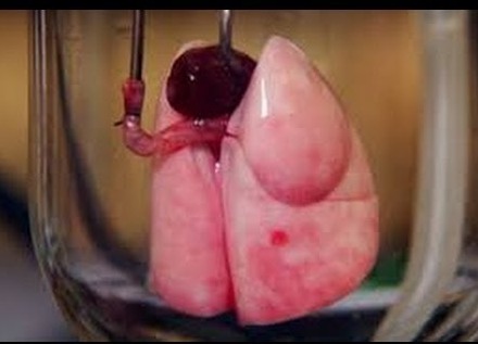 Human lung made in lab for first time 