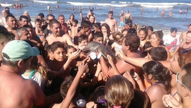 Baby dolphin dies after tourists pull it out of water to take selfies