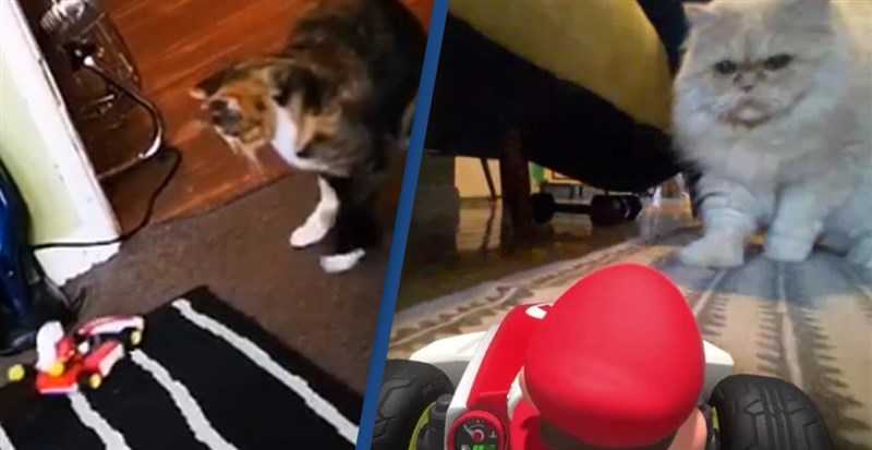 In Video: Cats Really Don’t Like Mario Kart Live