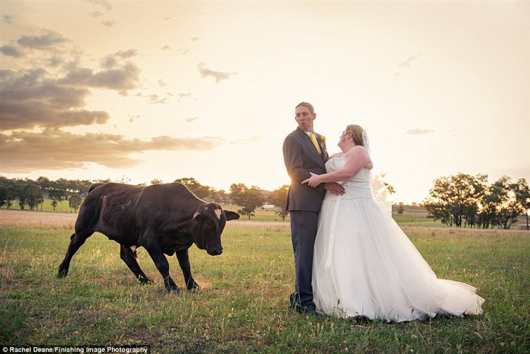 Newly married couple are photobombed by a raging BULL 