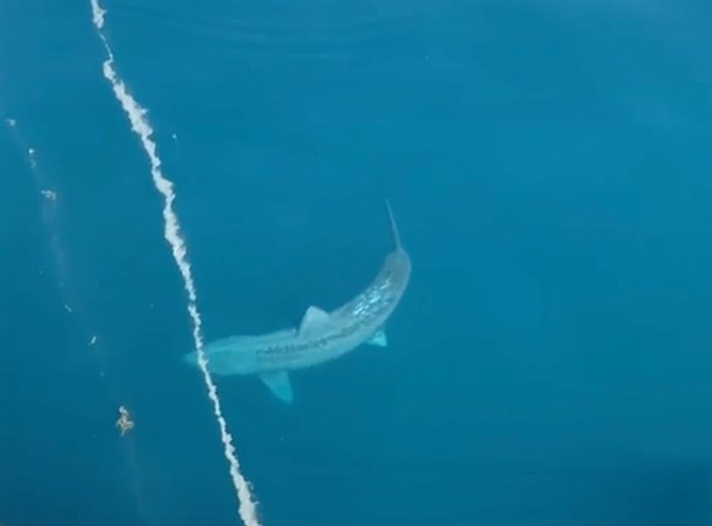 In Video: Gigantic Shark Spotted In Atlantic Sparks Megalodon Fears For Some