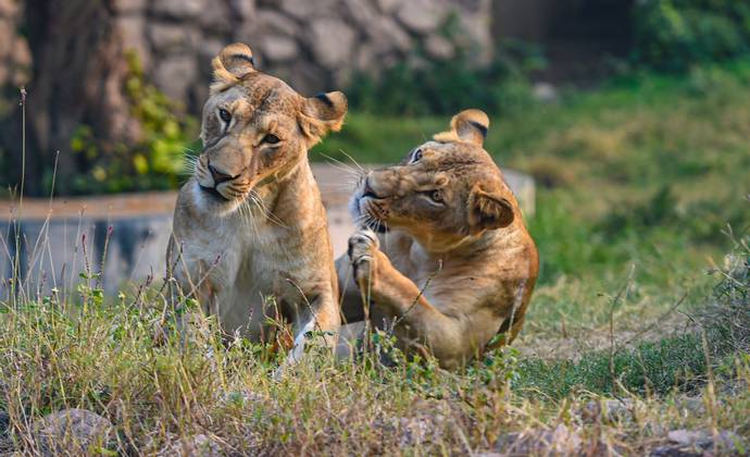 Four lions infected with COVID-19 at Spain Barcelona Zoo