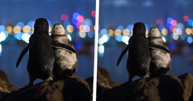 In Pictures: Two Widowed Penguins Comforting Each Other Wins Best Picture Of 2020