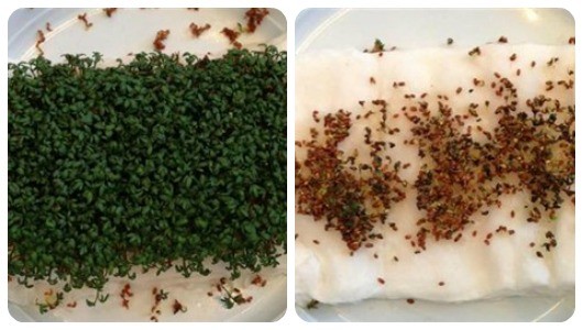 Student Science Experiment Finds Plants Won t Grow Near WiFi Router