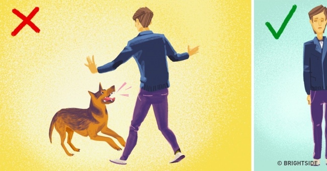 What to Do If You’re Attacked by a Dog