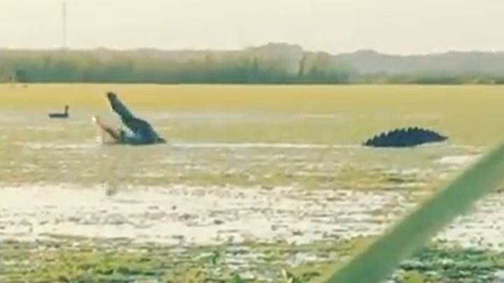 In Video: Huge Alligator Snatches Ducks From Hunters In Florida