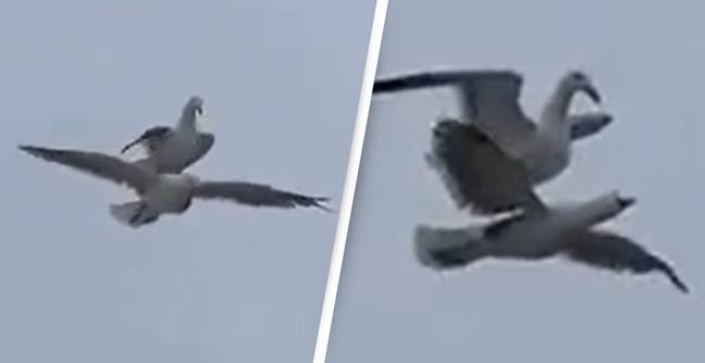 In Video: Seagull Spotted Hitching A Ride On Another Seagull In Once In A Lifetime Footage