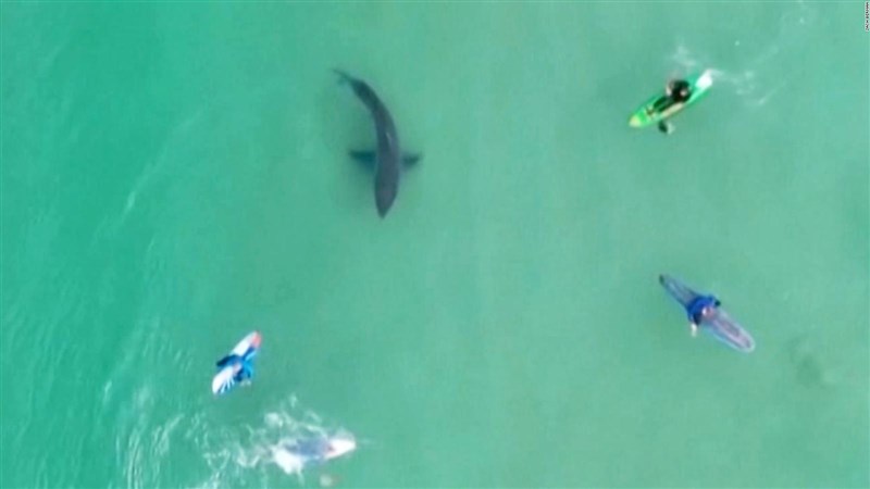 In Video: Drone Footage Shows Great White Shark Moving At Least 20mph