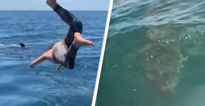 In Video: Guy Dives In Water To Swim With ‘Harmless Shark’, It Was Not Harmless
