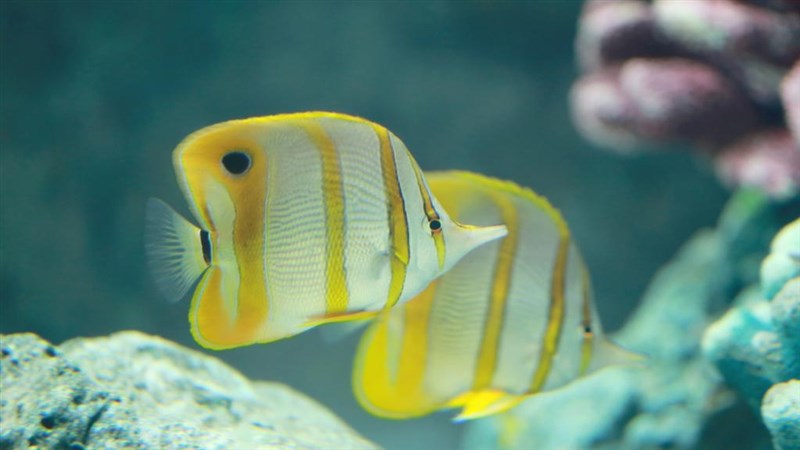In Video: The oldest Tropical reef fish ever to be discovered by scientists