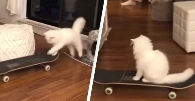 In Video: Cat Wins Army Of Fans With Its Incredible Skateboarding Skills