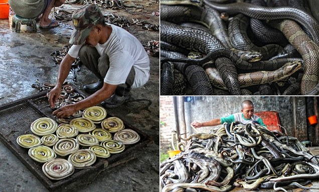 The Slaughterhouse Where Hundreds Of Snakes Are Killed To Fuel The Appetite For Luxury Goods