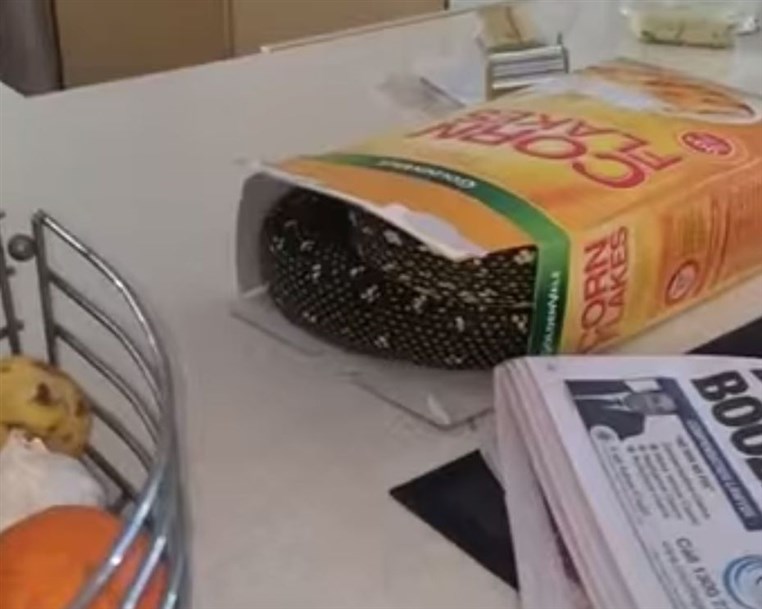 Australian man found a terrifying snake inside a box of Corn Flakes