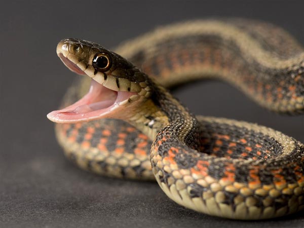 See What Is Coming Out Of The Stomach Of A Snake
