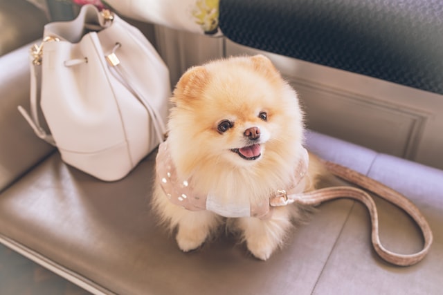 In Video: Here Are 5 Of The 2020 Year’s Most Adorable Dogs
