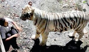 White Tiger Kills Man Who Fell Into Its Enclosure