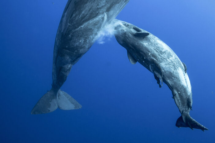 Incredible Photos Show Mother Whale Feeding Calf By Injecting Milk Into Sea