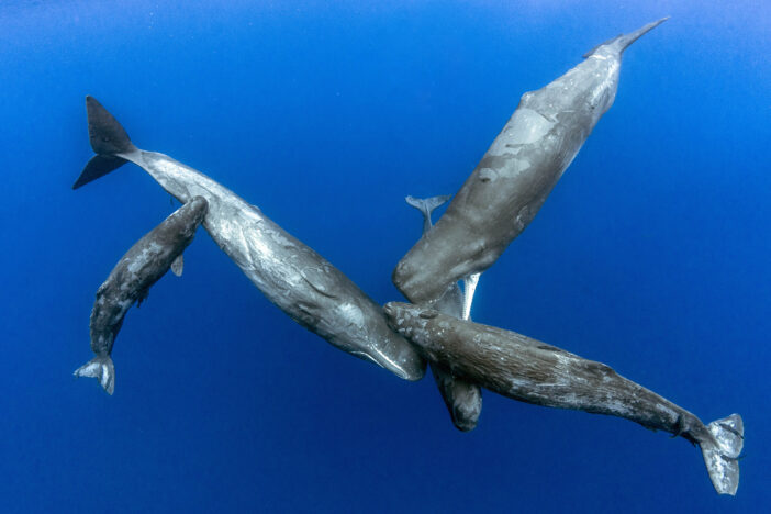 Incredible Photos Show Mother Whale Feeding Calf By Injecting Milk Into Sea
