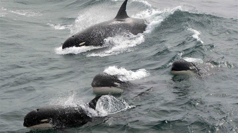 In Video: wild whales launch a mass attack on a ship and cause a disaster