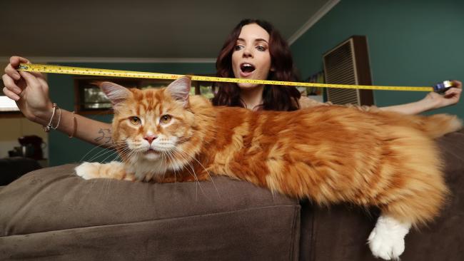 Omar the cat bound for new world record