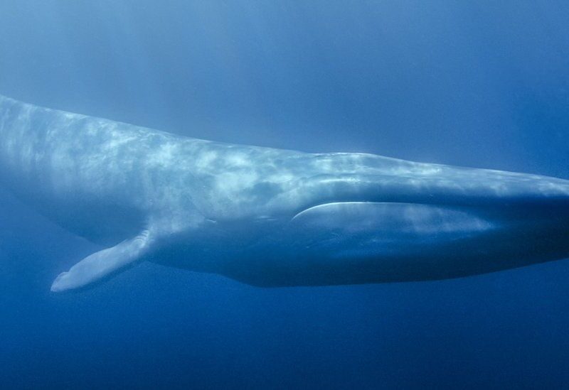  In Video: Discovery of a new species of whales off the coast of Mexico