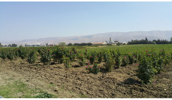 Domaine Wardy 