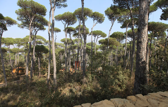 La Maison De La Foret