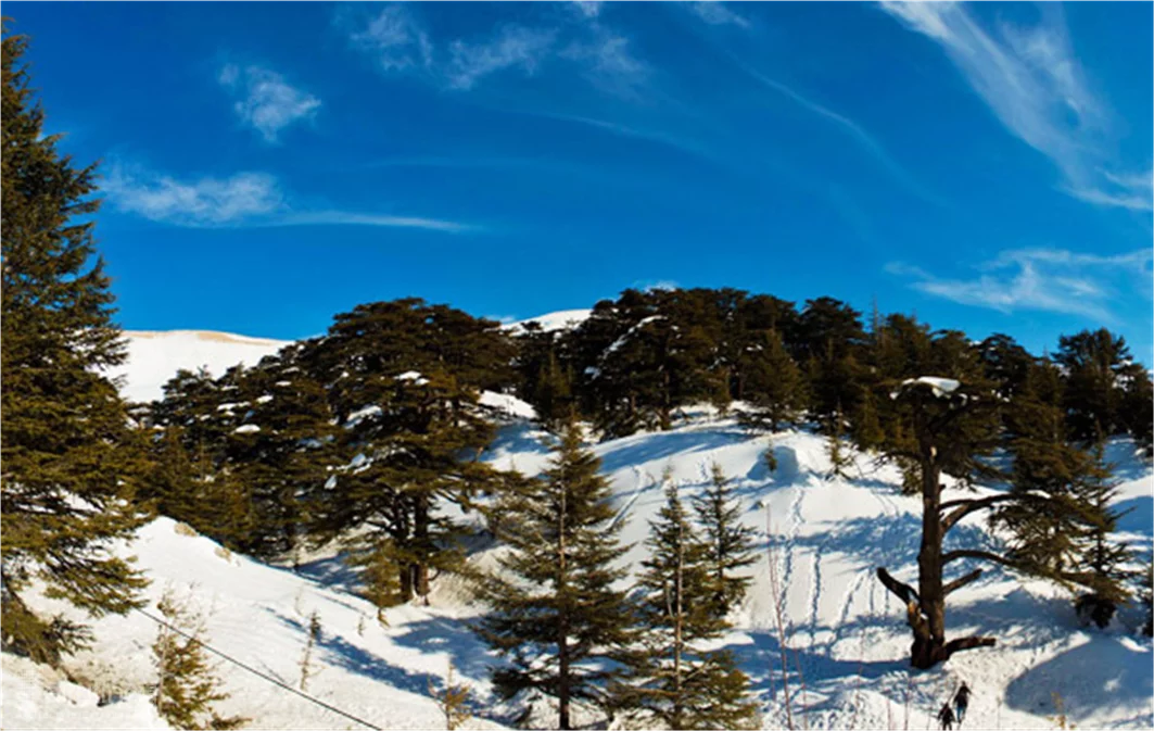 Arz,"The Cedars"