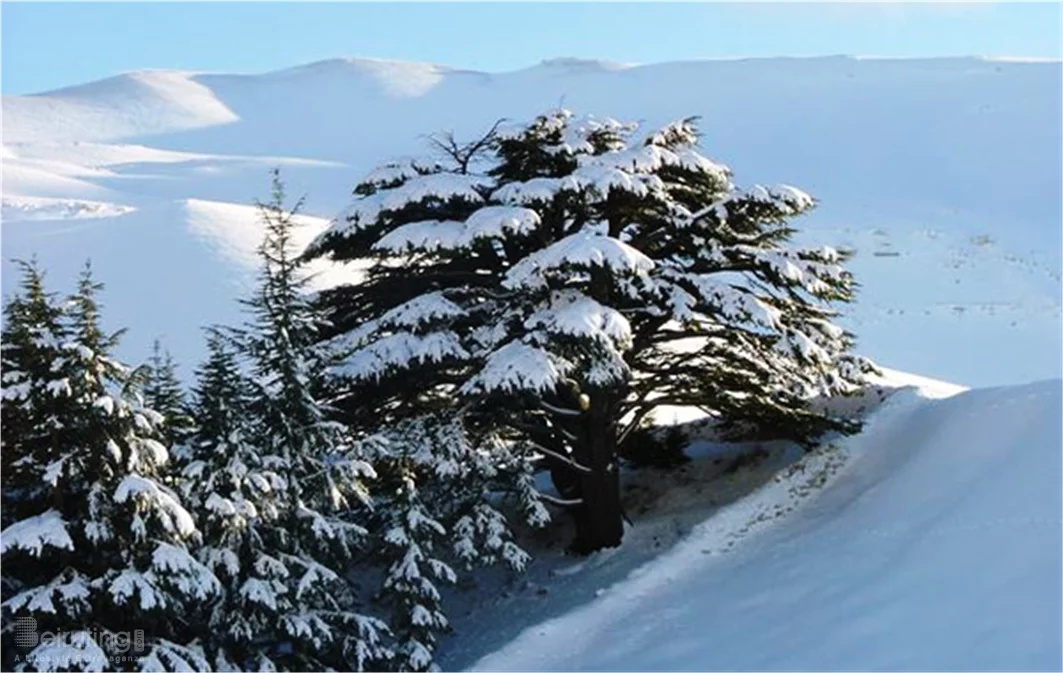 Arz,"The Cedars"