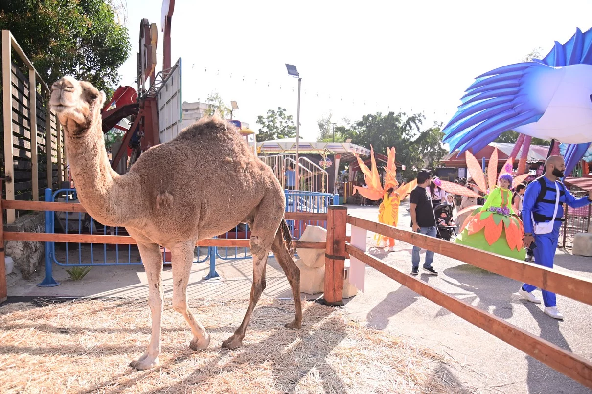 Dream Park Jungle Edition