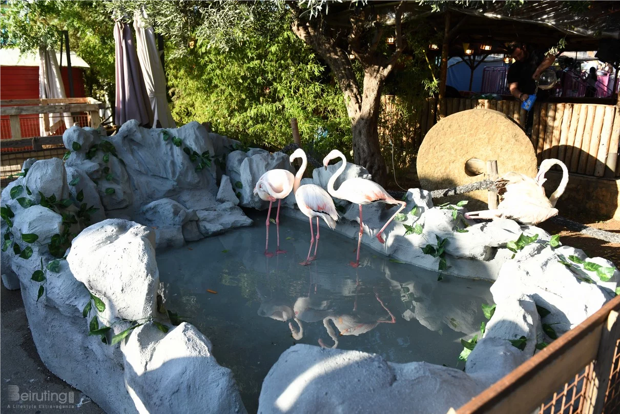 Dream Park's Jungle Edition