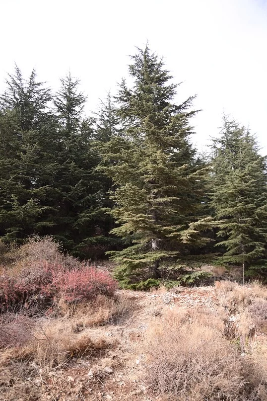 IPT and USEK Unite to Transform Waste into Energy