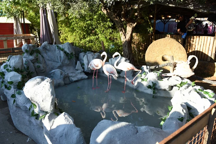 Dream Park's Jungle Edition