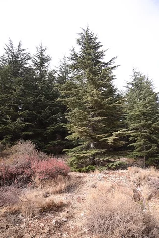 IPT and USEK Unite to Transform Waste into Energy